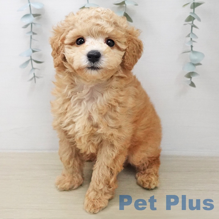 トイ・プードル