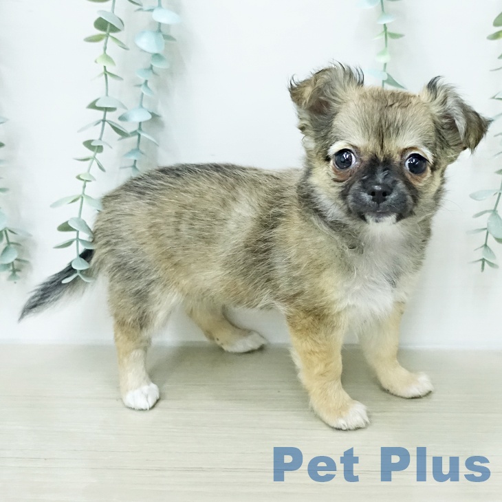 東京都のチワワ(ロング) (ペットプラス 板橋店/2026年1月5日生まれ/女の子/フォーンホワイト)の子犬の1枚目の画像