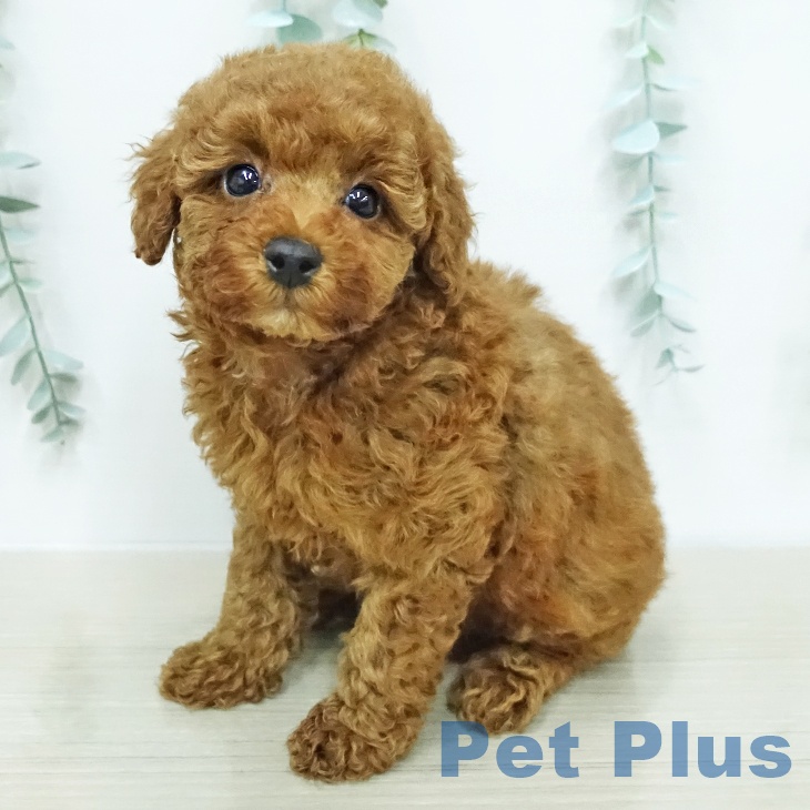 トイ・プードル