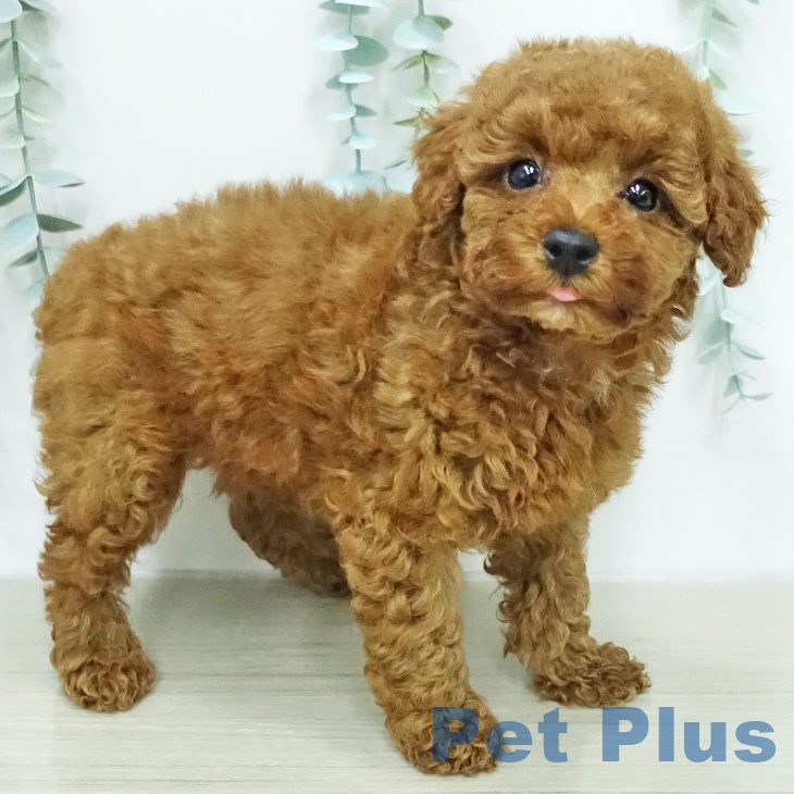 トイ・プードルの写真2