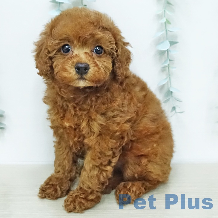 埼玉県のトイプードル(トイ) (ペッツワン 新座店/2026年1月5日生まれ/女の子/レッド)の子犬の1枚目の画像