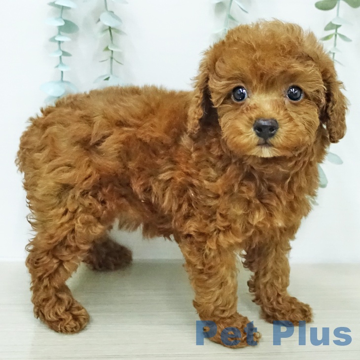 埼玉県のトイプードル(トイ) (ペッツワン 新座店/2026年1月5日生まれ/女の子/レッド)の子犬の2枚目の画像