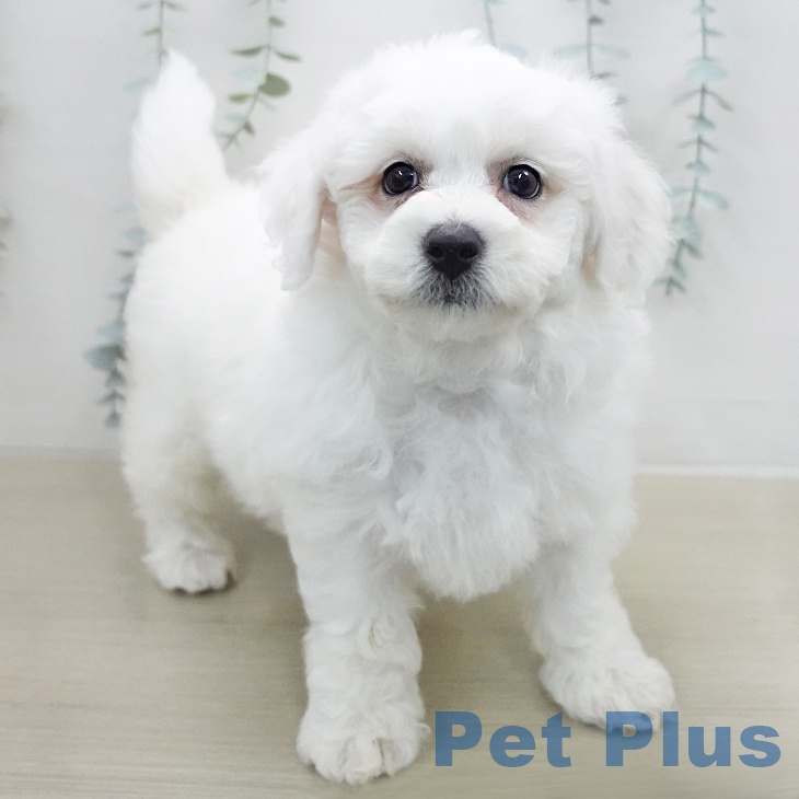 ビション・フリーゼの写真2