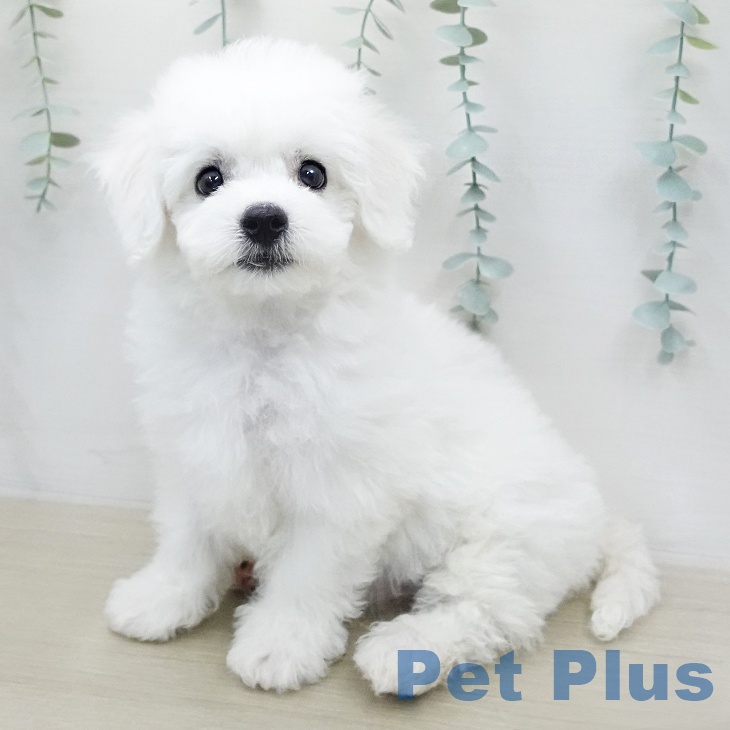 埼玉県のビションフリーゼ (ペッツワン 新座店/2025年12月23日生まれ/男の子/ホワイト)の子犬の1枚目の画像