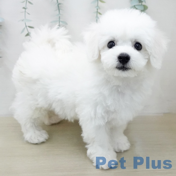 埼玉県のビションフリーゼ (ペッツワン 新座店/2025年12月23日生まれ/男の子/ホワイト)の子犬の2枚目の画像