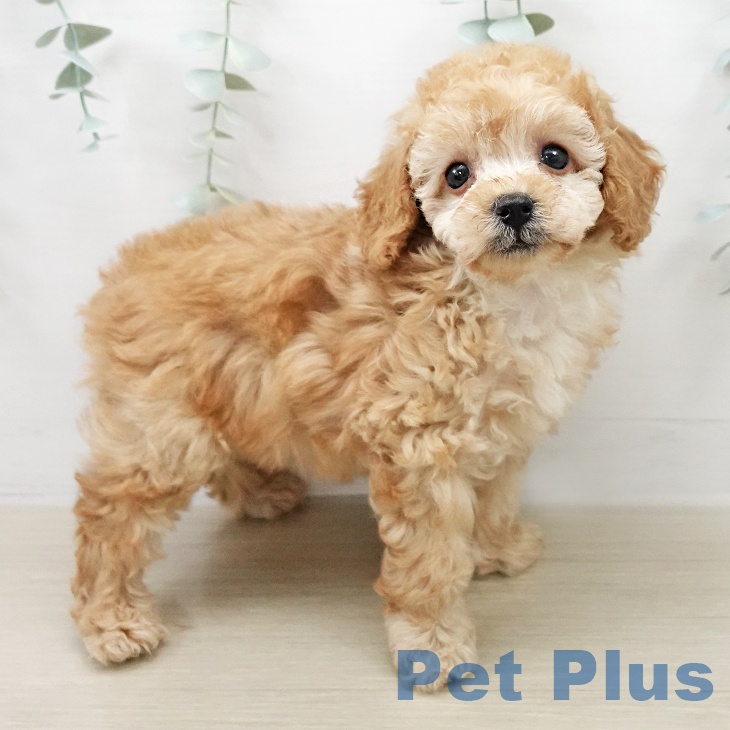 東京都のトイプードル(トイ) (ペットプラス MARK IS 葛飾かなまち店/2026年1月7日生まれ/女の子/アプリコット)の子犬の1枚目の画像