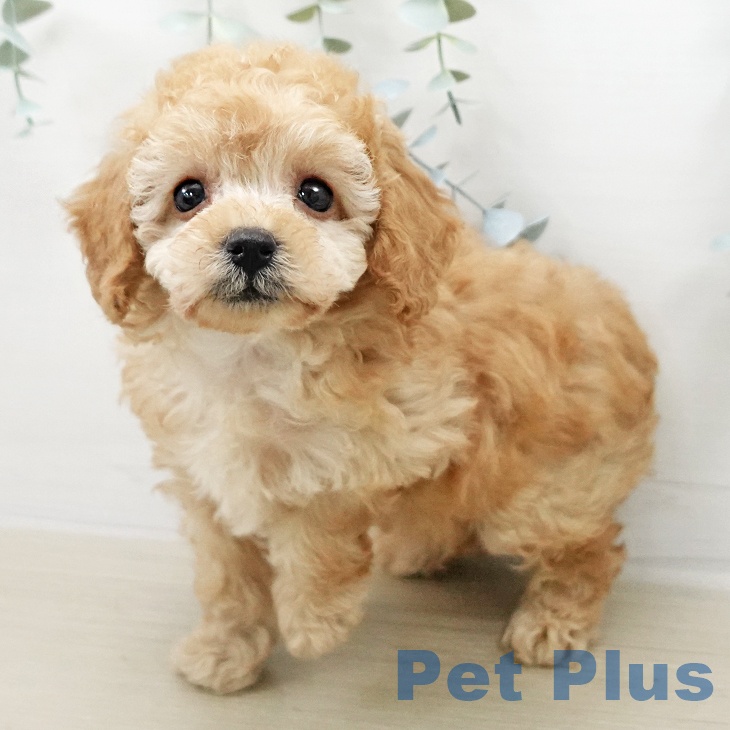東京都のトイプードル(トイ) (ペットプラス MARK IS 葛飾かなまち店/2026年1月7日生まれ/女の子/アプリコット)の子犬の2枚目の画像