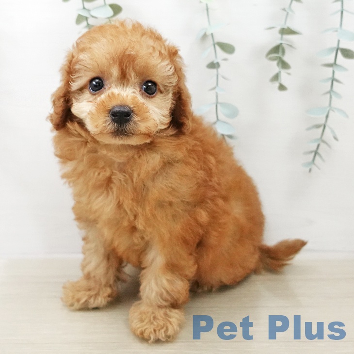 トイ・プードル