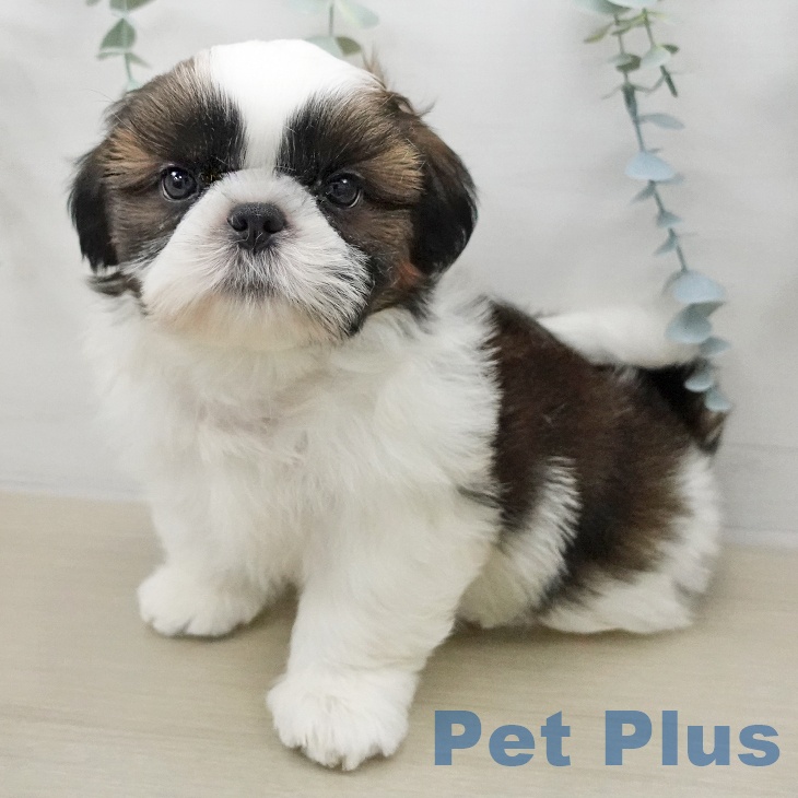 シー・ズーの写真2