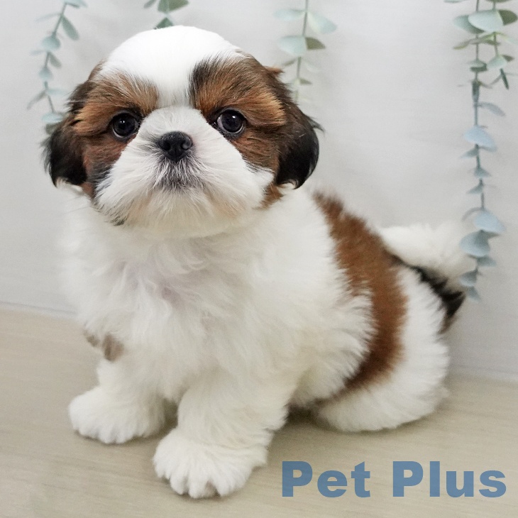 シー・ズーの写真2