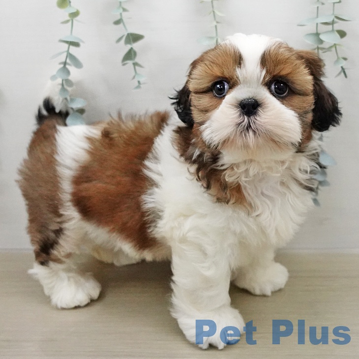 シー・ズーの写真2