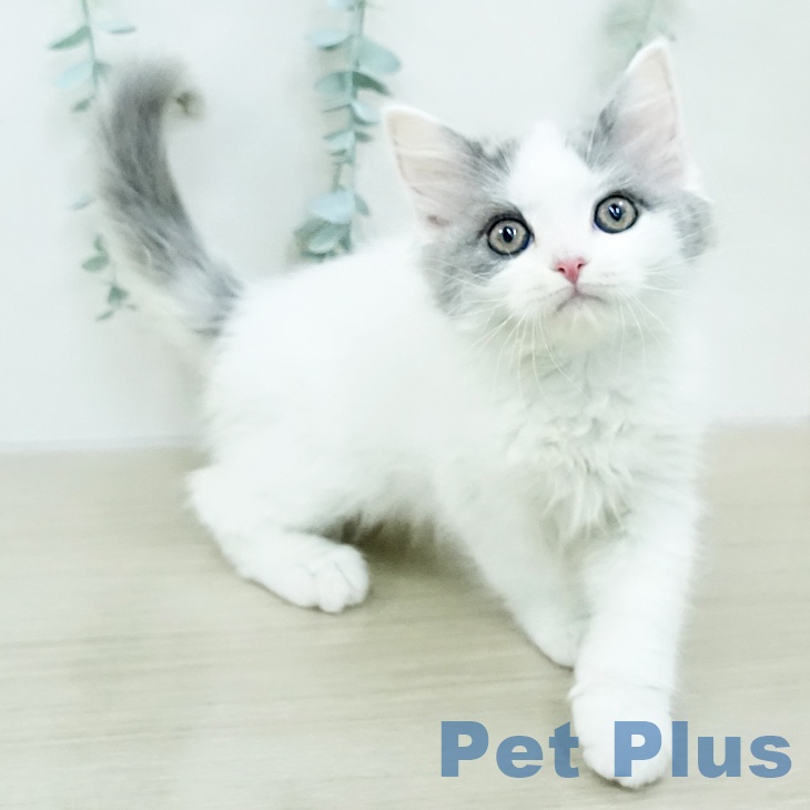 埼玉県のスコティッシュフォールド (ペッツワン 新座店/2026年1月6日生まれ/男の子/ブルータビーホワイト)の子猫の1枚目の画像