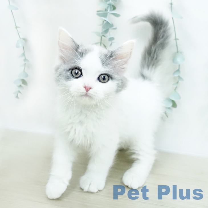 埼玉県のスコティッシュフォールド (ペッツワン 新座店/2026年1月6日生まれ/男の子/ブルータビーホワイト)の子猫の2枚目の画像
