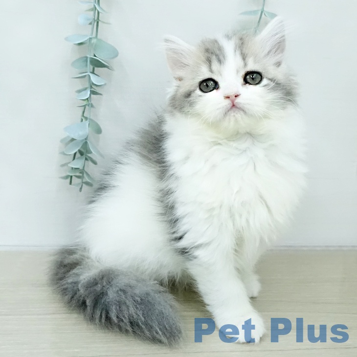 スコティッシュフォールド