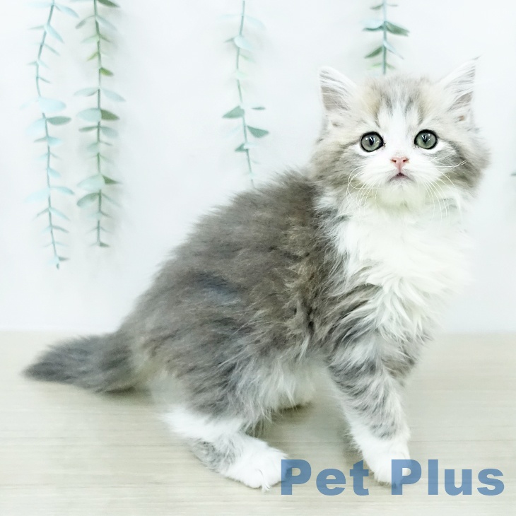 スコティッシュフォールドの写真2