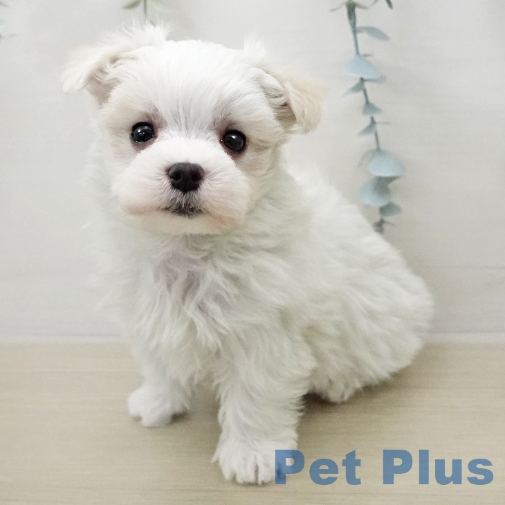 マルチーズの写真2