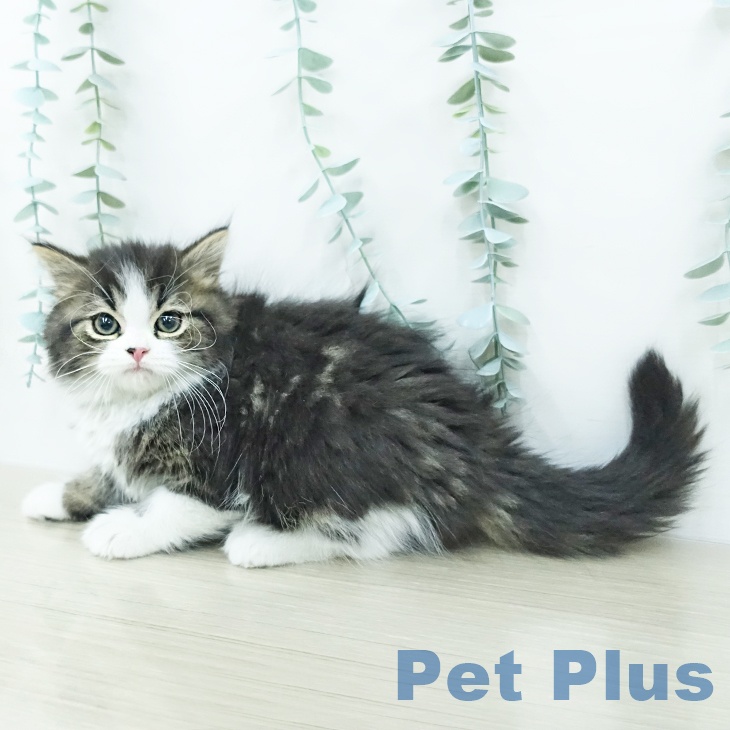 スコティッシュフォールドの写真2