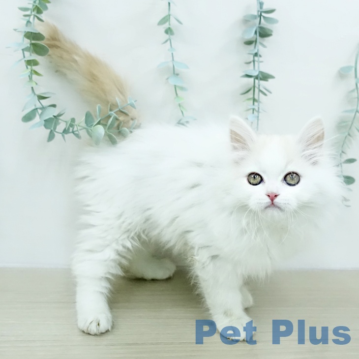 山形県のスコティッシュフォールド (ペットプラス 天童店/2025年12月31日生まれ/男の子/クリームタビーホワイト)の子猫の1枚目の画像