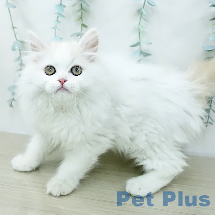 山形県のスコティッシュフォールド (ペットプラス 天童店/2025年12月31日生まれ/男の子/クリームタビーホワイト)の子猫の2枚目の画像