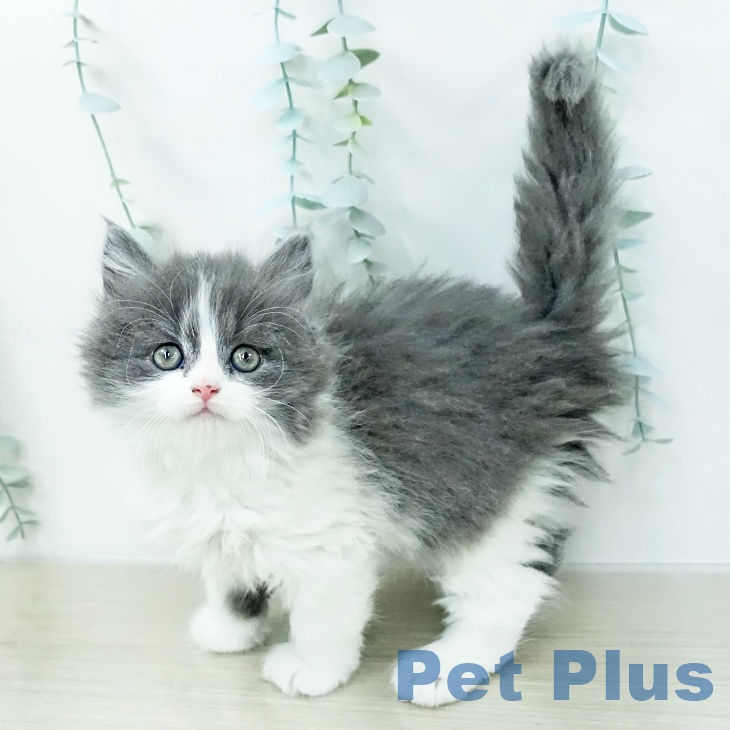 スコティッシュフォールド