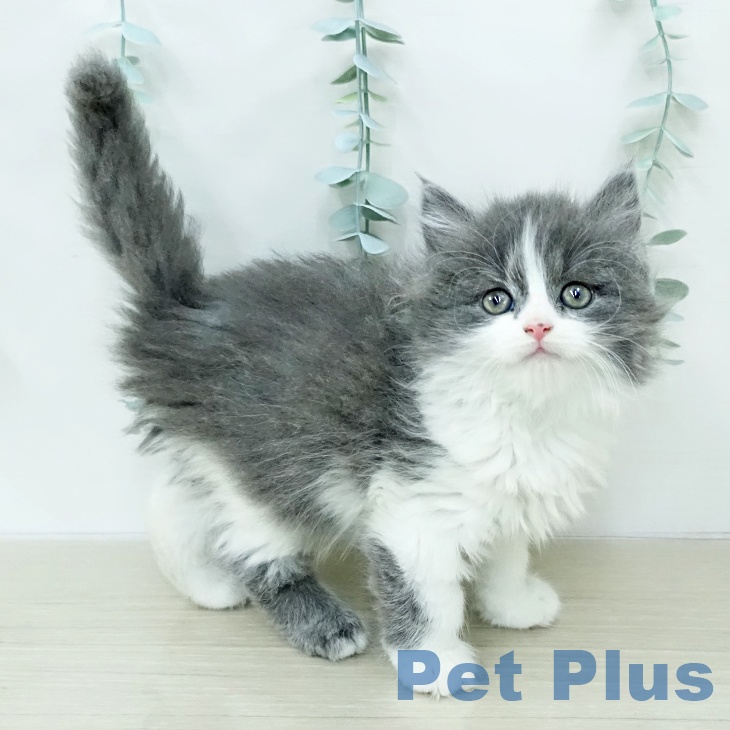 スコティッシュフォールドの写真2