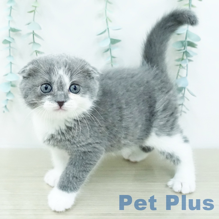 スコティッシュフォールド