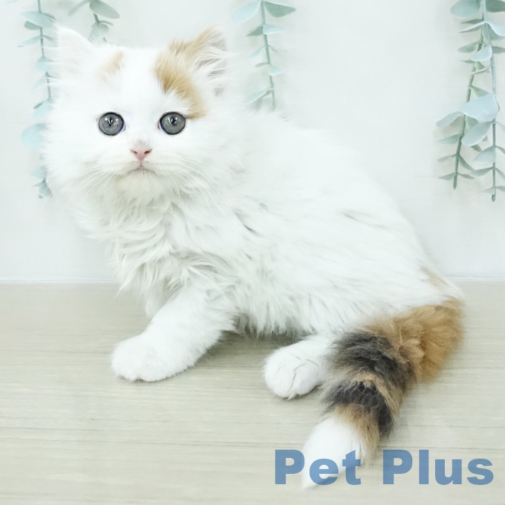 茨城県のスコティッシュフォールド (ペッツワン 阿見店/2026年1月4日生まれ/女の子/キャリコ)の子猫の1枚目の画像