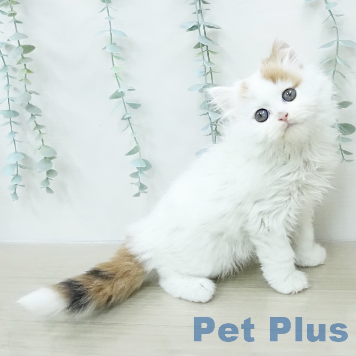 茨城県のスコティッシュフォールド (ペッツワン 阿見店/2026年1月4日生まれ/女の子/キャリコ)の子猫の2枚目の画像