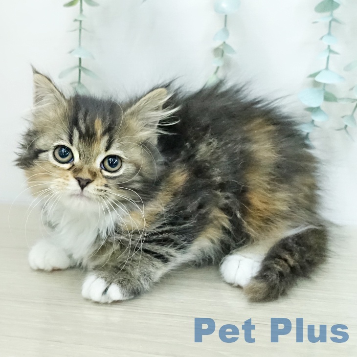 スコティッシュフォールド