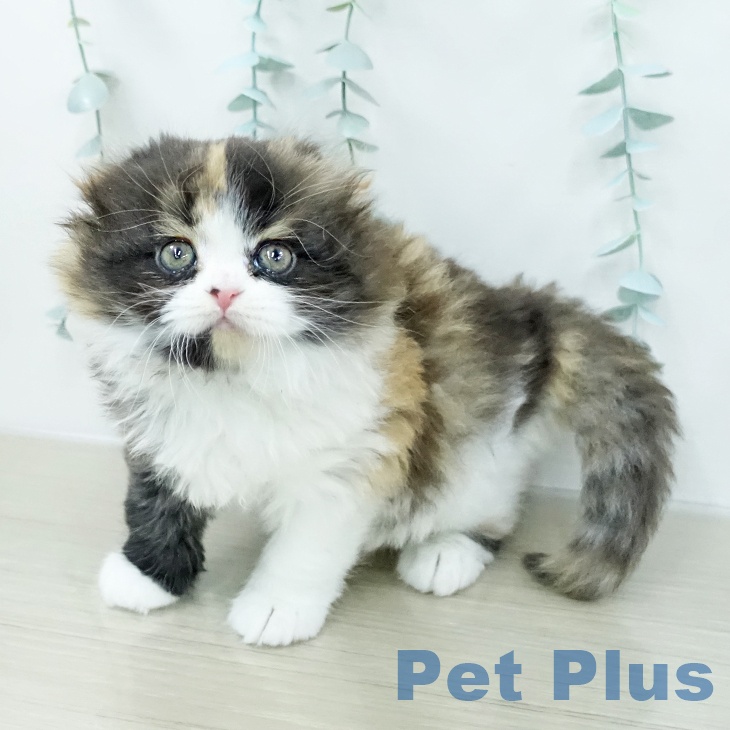 埼玉県のスコティッシュフォールド (ペッツワン 新座店/2026年1月4日生まれ/女の子/ブラウンパッチドタビーホワイト)の子猫の1枚目の画像