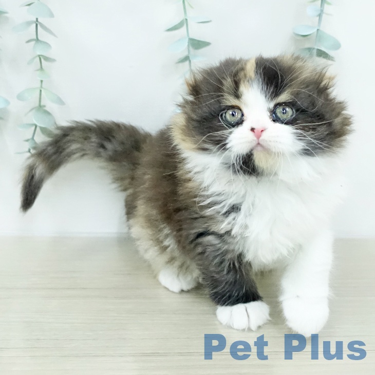 埼玉県のスコティッシュフォールド (ペッツワン 新座店/2026年1月4日生まれ/女の子/ブラウンパッチドタビーホワイト)の子猫の2枚目の画像