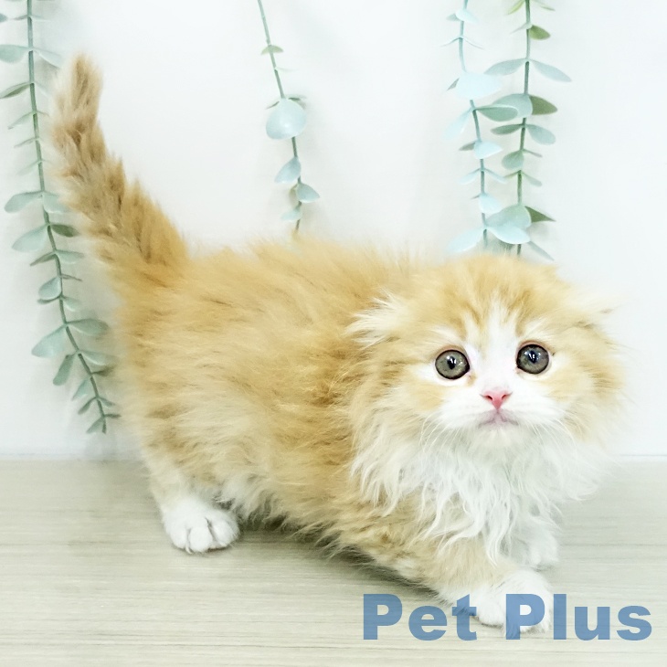 埼玉県のスコティッシュフォールド (ペッツワン 新座店/2026年1月4日生まれ/女の子/レッドタビーホワイト)の子猫の1枚目の画像