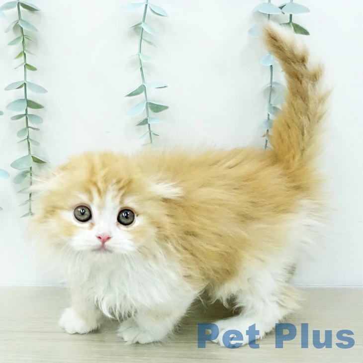 埼玉県のスコティッシュフォールド (ペッツワン 新座店/2026年1月4日生まれ/女の子/レッドタビーホワイト)の子猫の2枚目の画像