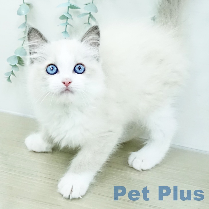 ラグドールの写真2