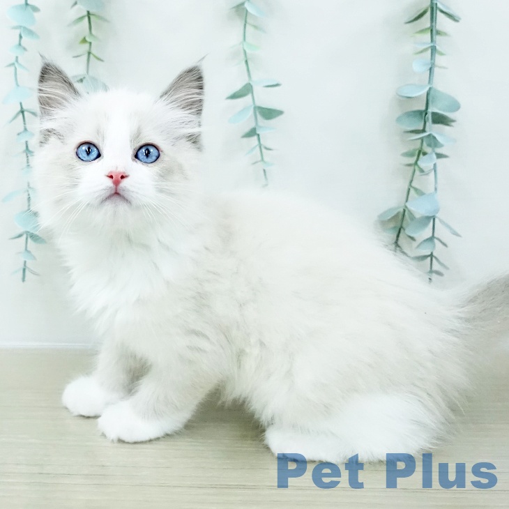 ラグドールの写真2