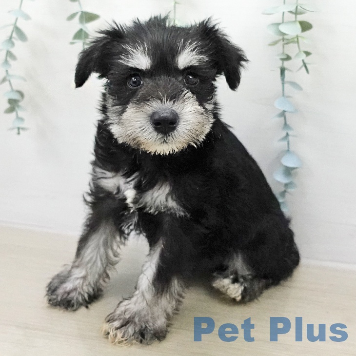 ミニチュア・シュナウザー