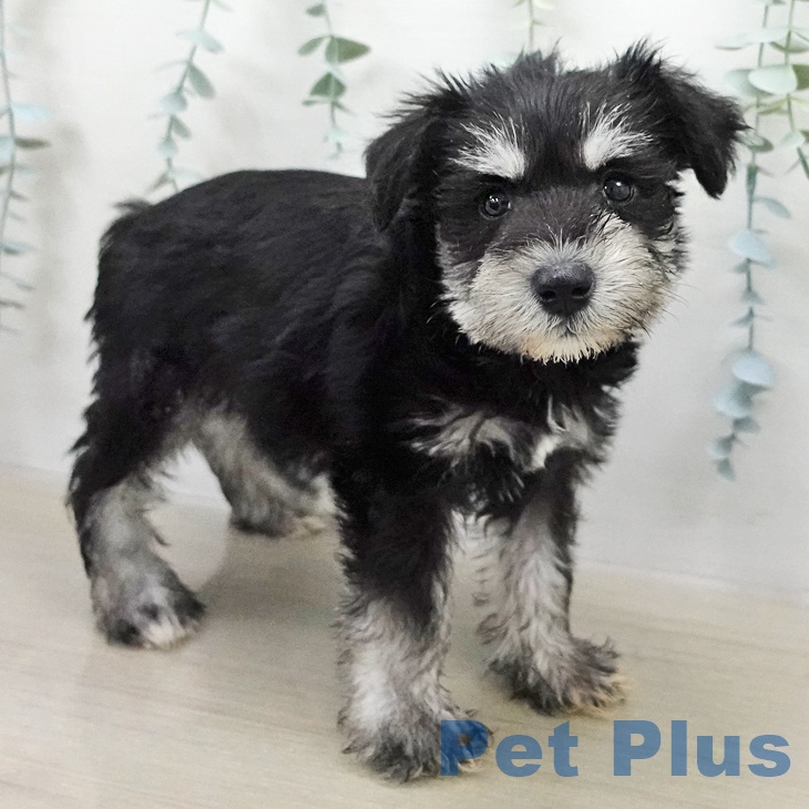 ミニチュア・シュナウザーの写真2