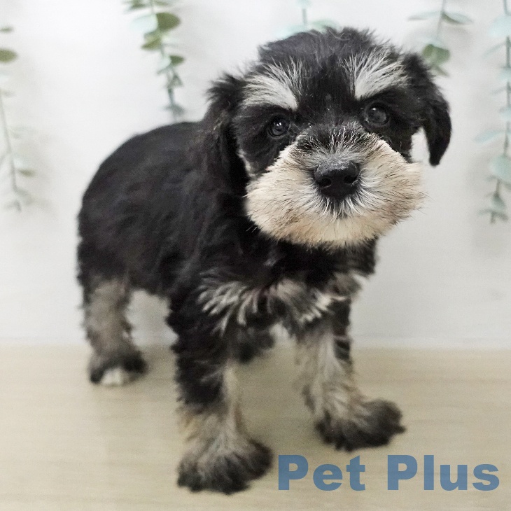 ミニチュア・シュナウザーの写真2