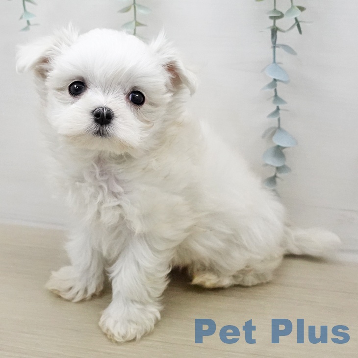 マルチーズの写真2