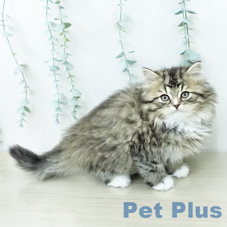 サイベリアンの写真2