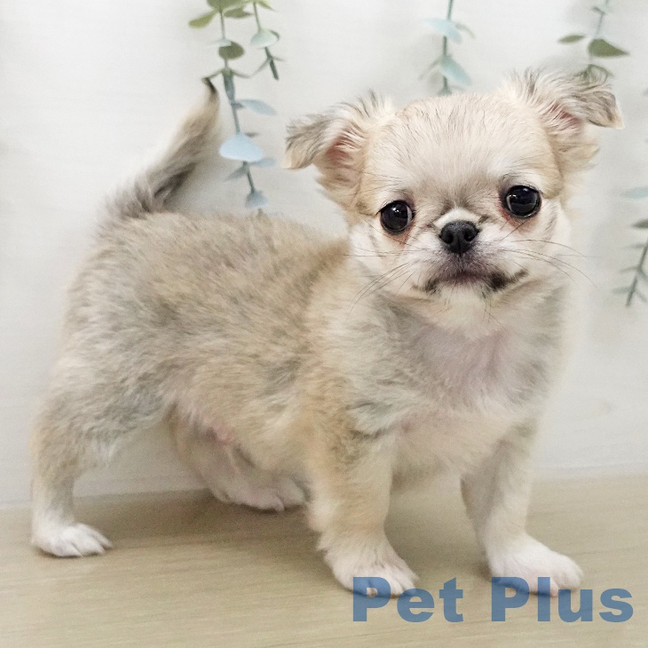 千葉県のチワワ(ロング) (ペットプラス ユーカリが丘店/2026年1月8日生まれ/男の子/フォーンホワイト)の子犬の1枚目の画像