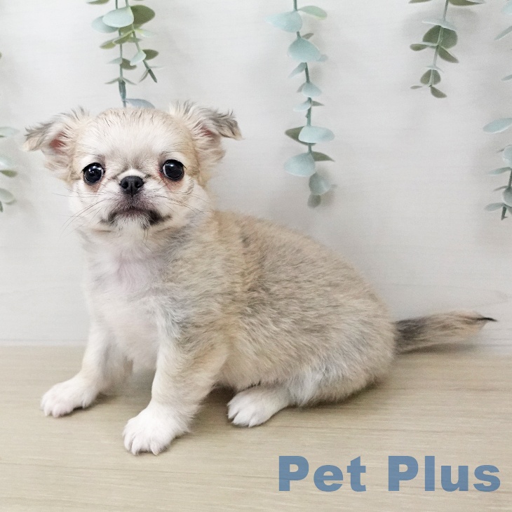 千葉県のチワワ(ロング) (ペットプラス ユーカリが丘店/2026年1月8日生まれ/男の子/フォーンホワイト)の子犬の2枚目の画像