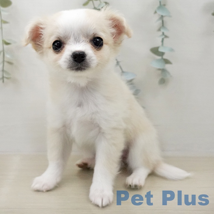 埼玉県のチワワ(ロング) (ペッツワン 新座店/2026年1月6日生まれ/女の子/クリームホワイト)の子犬の1枚目の画像