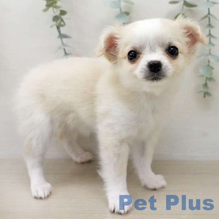 埼玉県のチワワ(ロング) (ペッツワン 新座店/2026年1月6日生まれ/女の子/クリームホワイト)の子犬の2枚目の画像