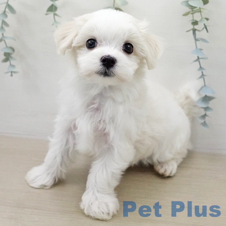 マルチーズの写真2