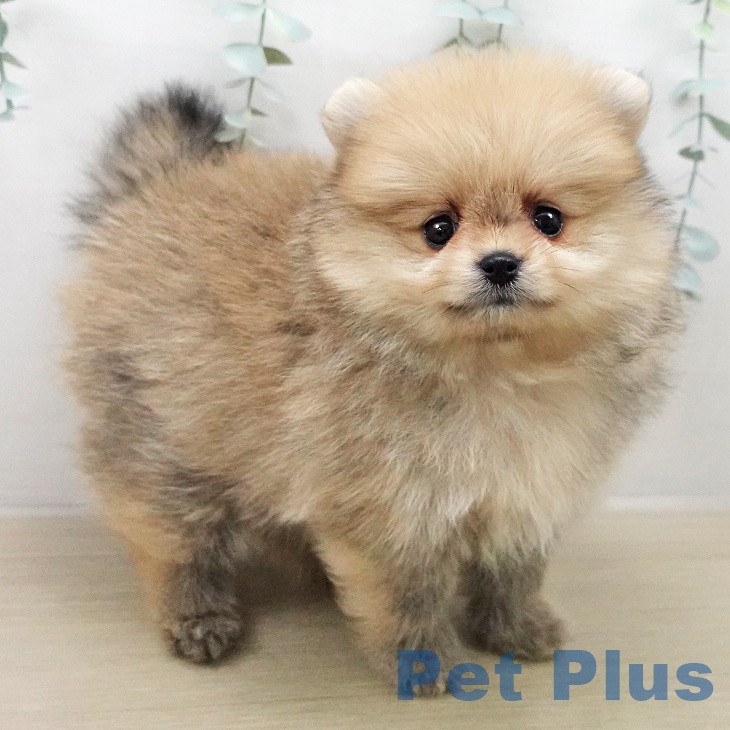 埼玉県のポメラニアン (【休業中】ペッツワン 新座店/2026年1月7日生まれ/男の子/クリームセーブル)の子犬の1枚目の画像