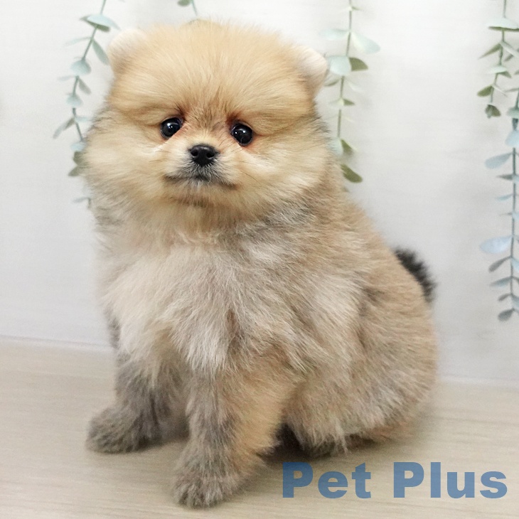 埼玉県のポメラニアン (【休業中】ペッツワン 新座店/2026年1月7日生まれ/男の子/クリームセーブル)の子犬の2枚目の画像