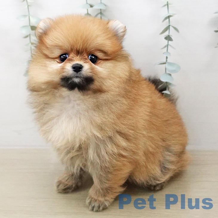 埼玉県のポメラニアン (ペッツワン 新座店/2026年1月7日生まれ/女の子/オレンジ)の子犬の1枚目の画像