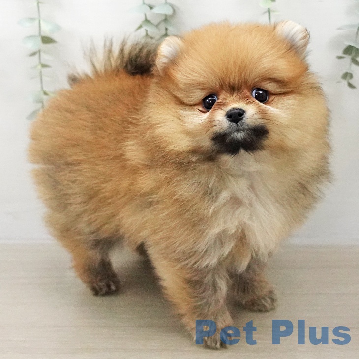 埼玉県のポメラニアン (ペッツワン 新座店/2026年1月7日生まれ/女の子/オレンジ)の子犬の2枚目の画像