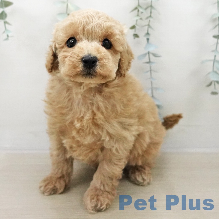 埼玉県のトイプードル(トイ) (ペッツワン 新座店/2026年1月8日生まれ/男の子/アプリコット)の子犬の1枚目の画像